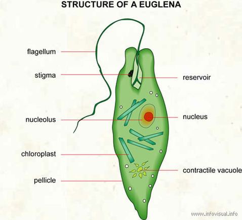 Detail Gambar Euglena Viridis Nomer 17