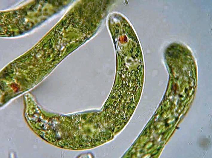 Detail Gambar Euglena Viridis Nomer 18