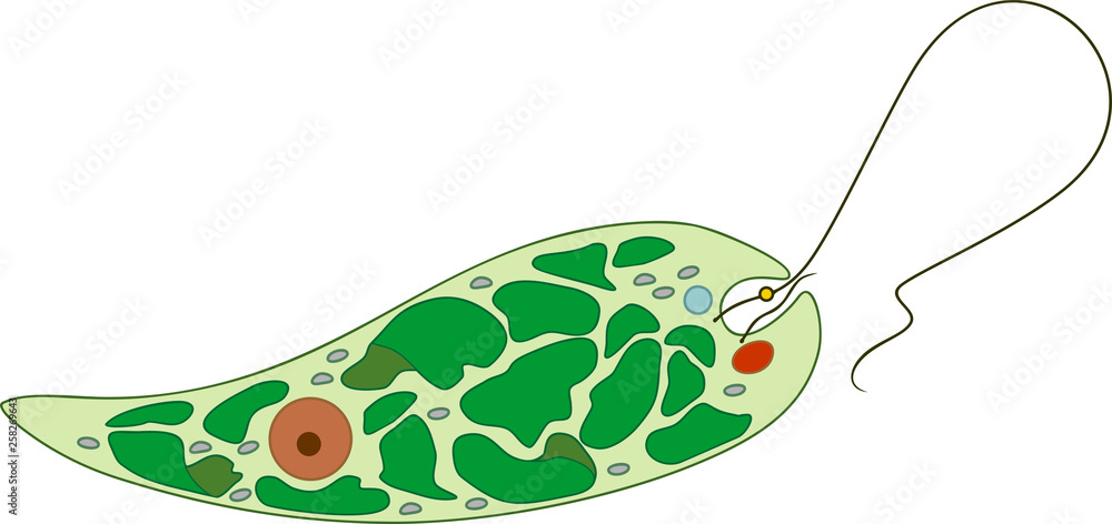 Detail Gambar Euglena Viridis Nomer 19