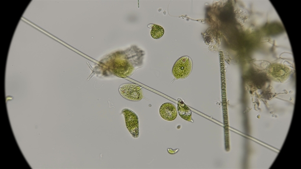 Detail Gambar Euglena Viridis Nomer 22