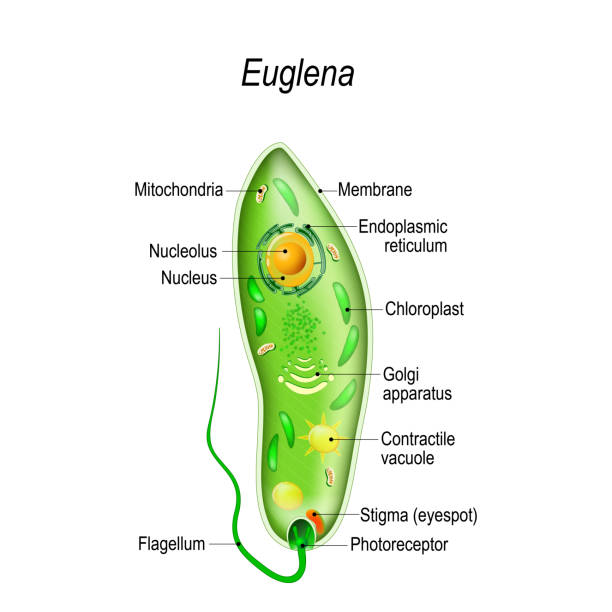 Detail Gambar Euglena Viridis Nomer 3
