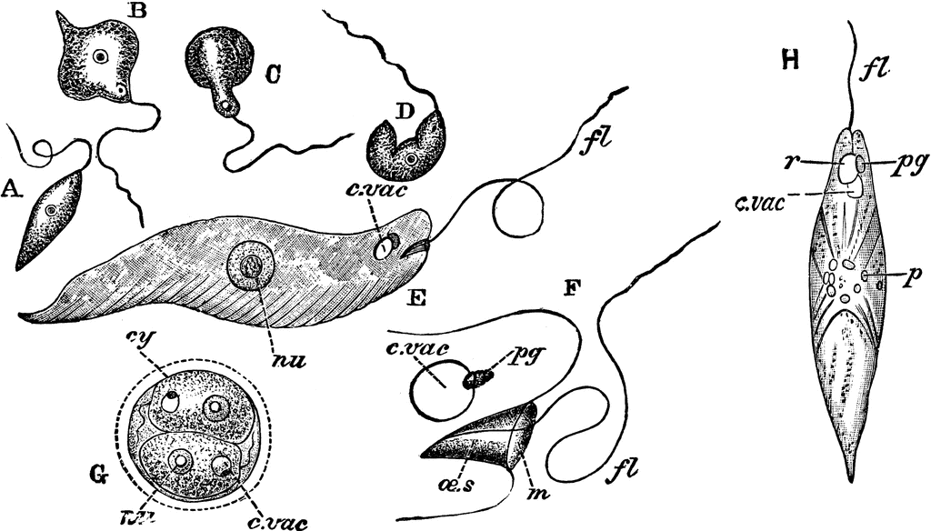 Detail Gambar Euglena Viridis Nomer 28