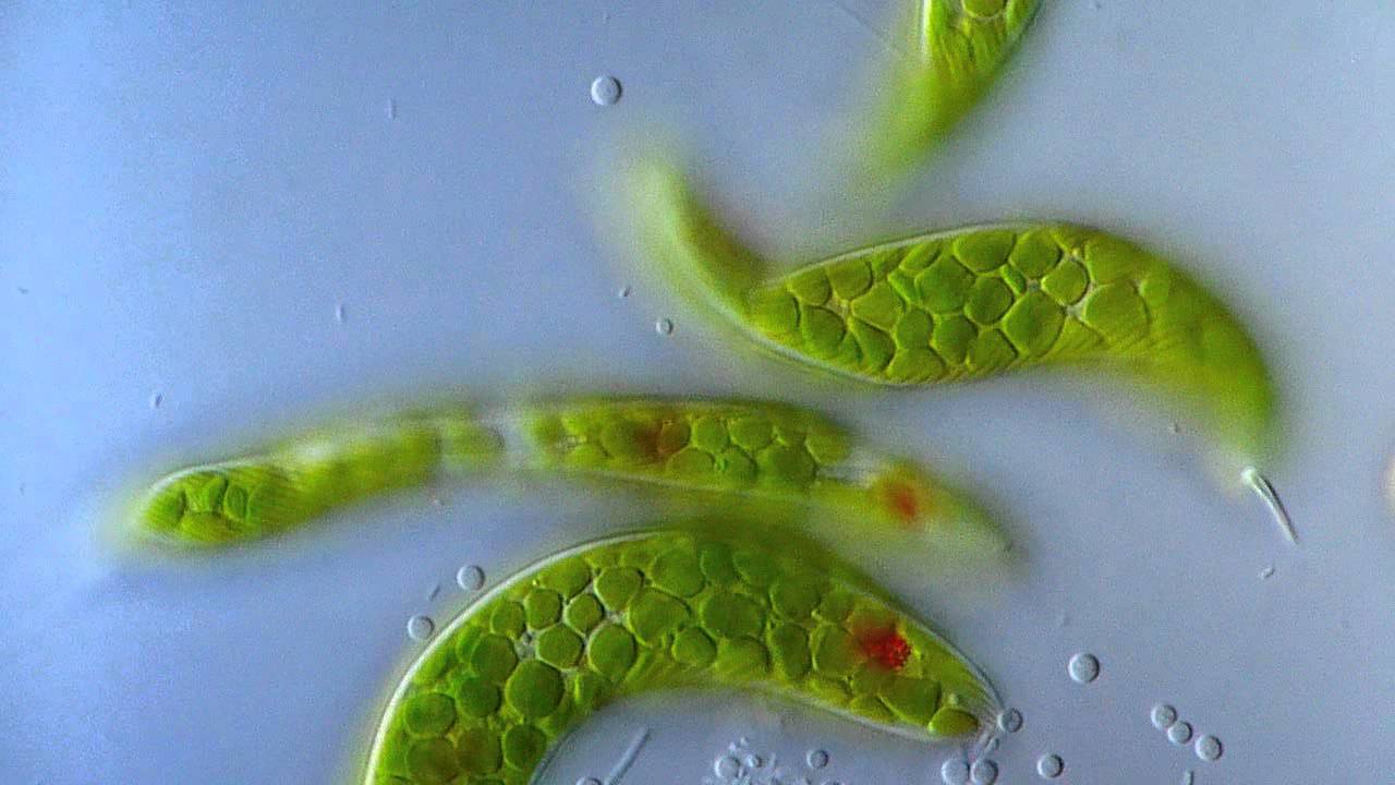 Detail Gambar Euglena Viridis Nomer 34