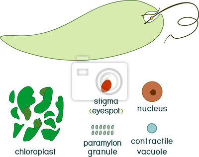 Detail Gambar Euglena Viridis Nomer 37