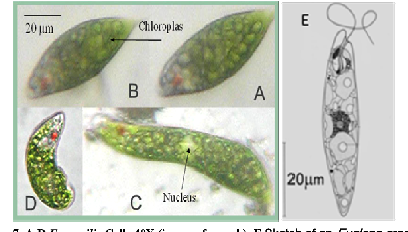 Detail Gambar Euglena Viridis Nomer 41