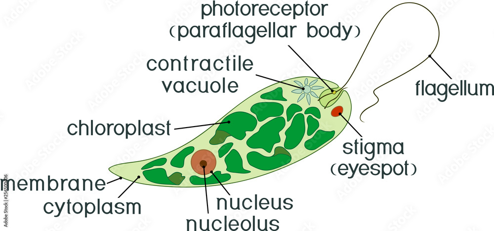 Gambar Euglena Viridis - 47+ Koleksi Gambar