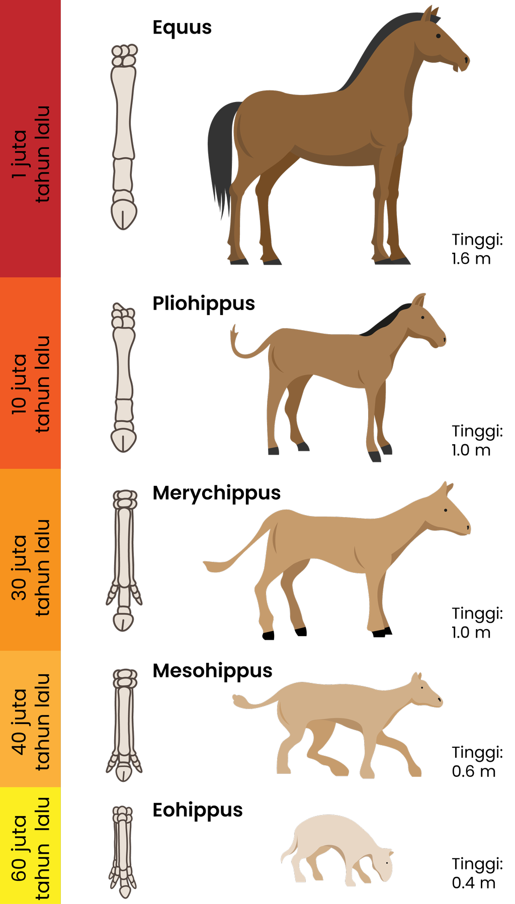 Detail Gambar Evolusi Kuda Nomer 2