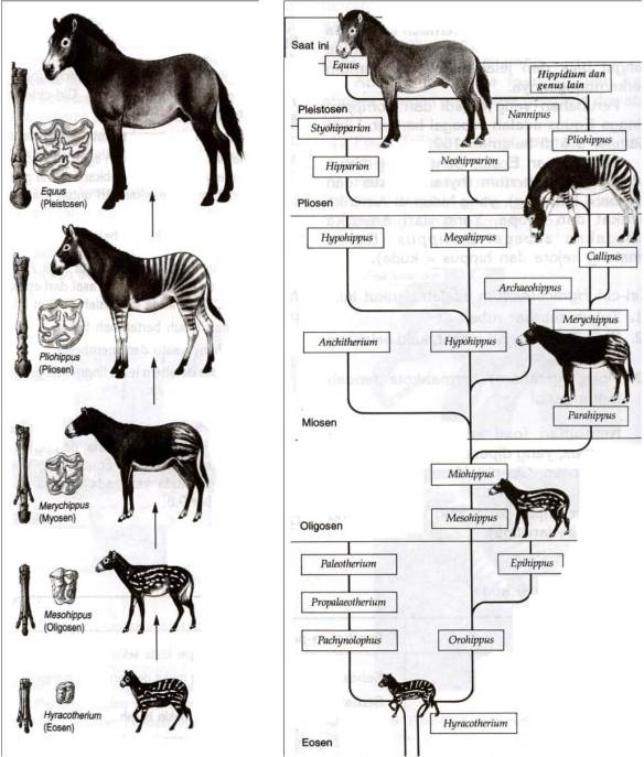 Detail Gambar Evolusi Kuda Nomer 12