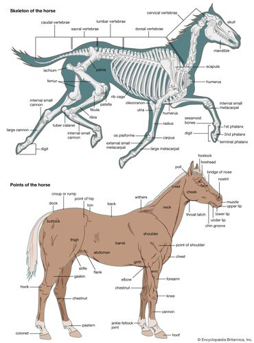 Detail Gambar Evolusi Kuda Nomer 13