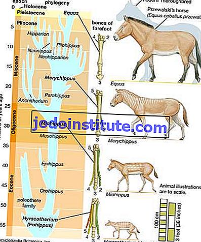 Detail Gambar Evolusi Kuda Nomer 14