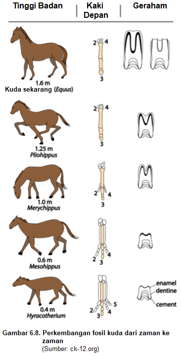 Detail Gambar Evolusi Kuda Nomer 18