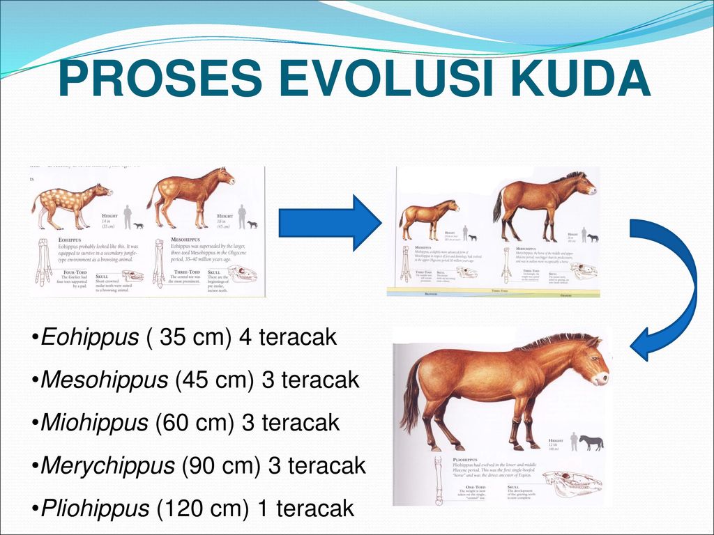 Detail Gambar Evolusi Kuda Nomer 20