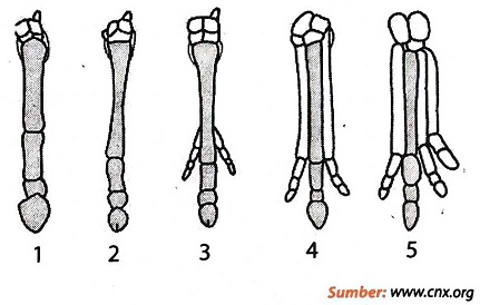 Detail Gambar Evolusi Kuda Nomer 21