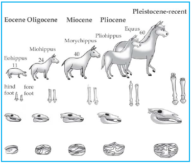 Detail Gambar Evolusi Kuda Nomer 25