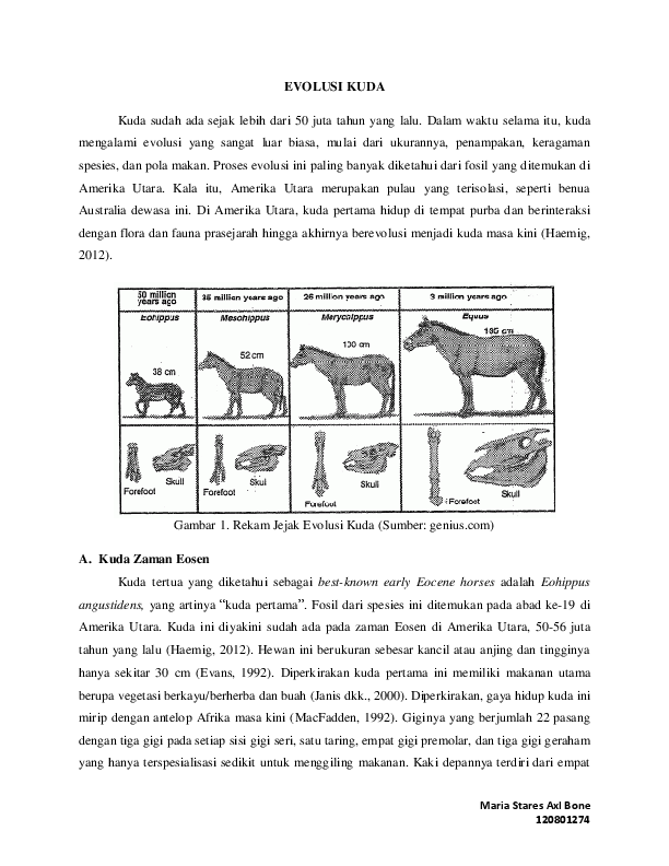 Detail Gambar Evolusi Kuda Nomer 26