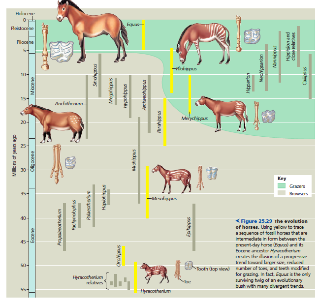 Detail Gambar Evolusi Kuda Nomer 27