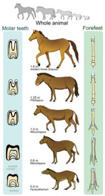 Detail Gambar Evolusi Kuda Nomer 29