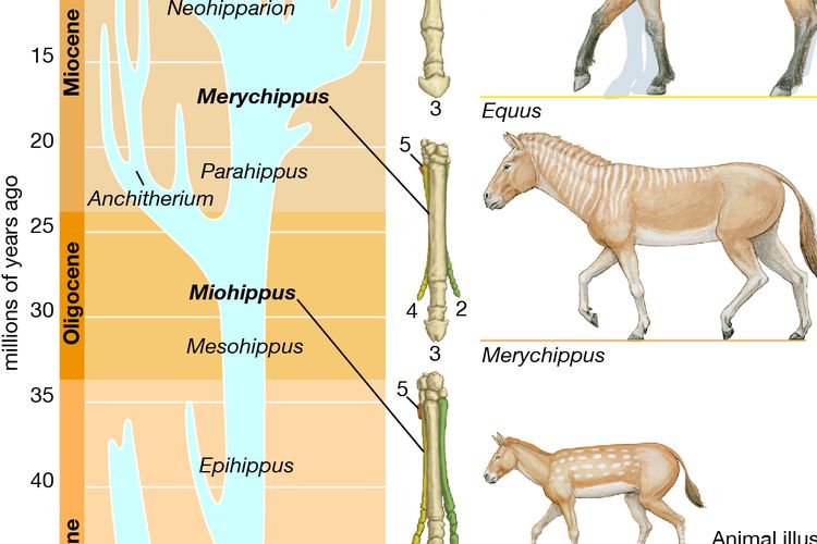 Detail Gambar Evolusi Kuda Nomer 4