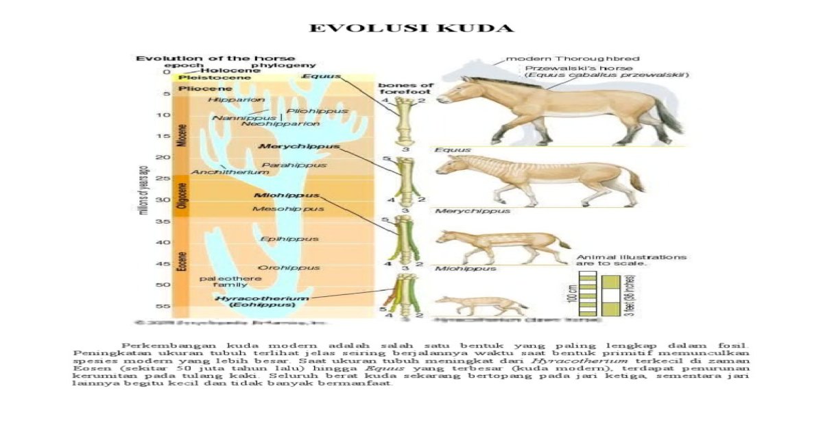 Detail Gambar Evolusi Kuda Nomer 33