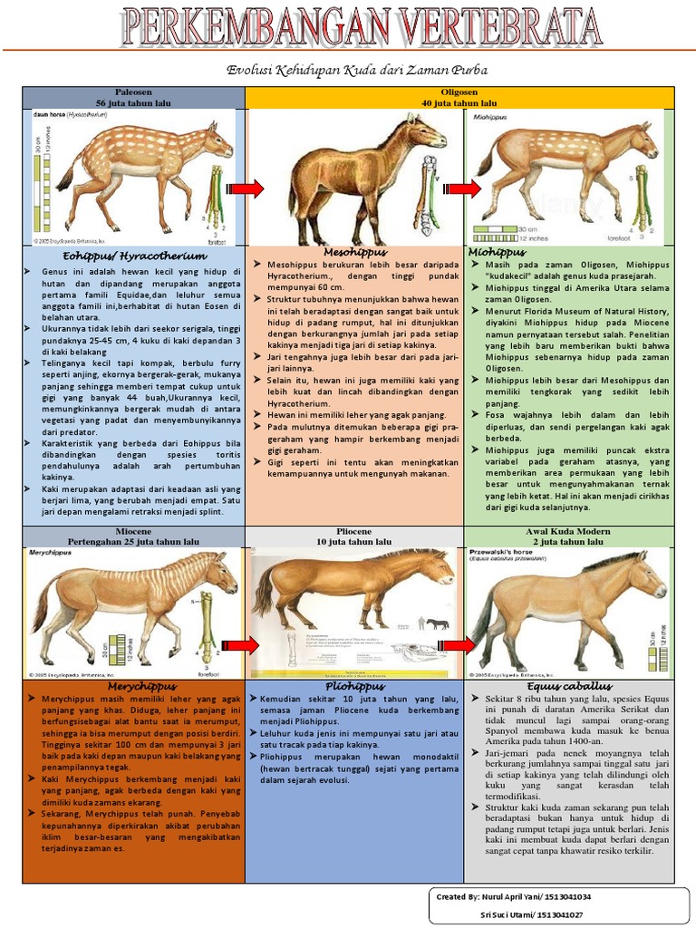 Detail Gambar Evolusi Kuda Nomer 35