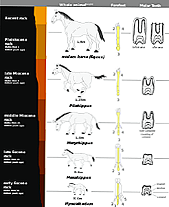 Detail Gambar Evolusi Kuda Nomer 36