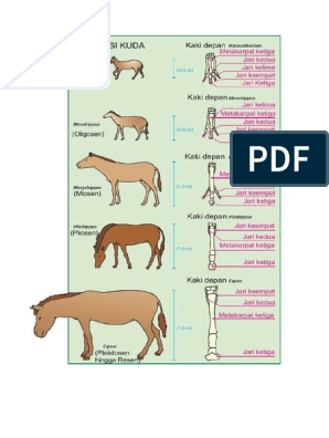 Detail Gambar Evolusi Kuda Nomer 41