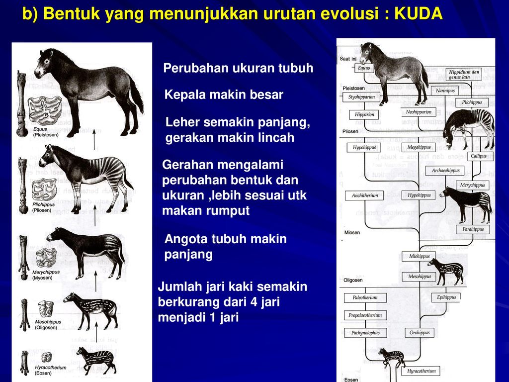 Detail Gambar Evolusi Kuda Nomer 44