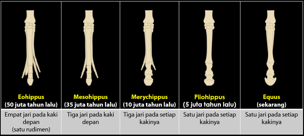 Detail Gambar Evolusi Kuda Nomer 47