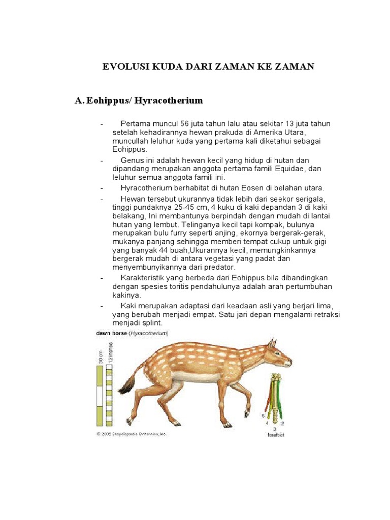 Detail Gambar Evolusi Kuda Nomer 48