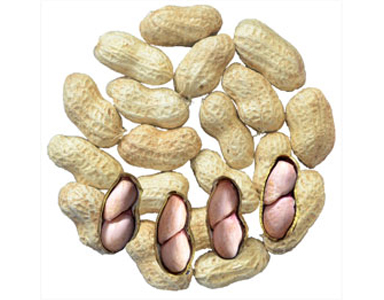 Detail Gambar Famili Kacang Nomer 16