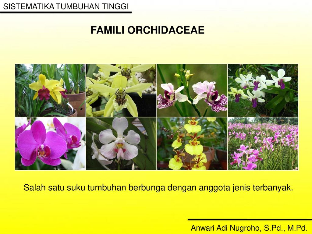 Detail Gambar Famili Tumbuhan Nomer 6