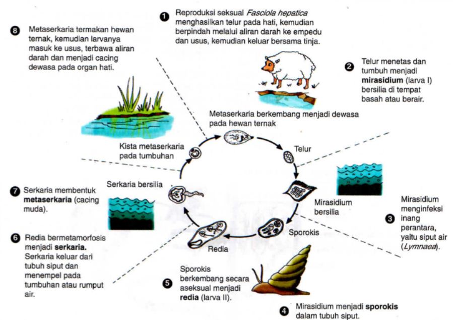 Detail Gambar Fase Daur Hidup Cacing Hati Nomer 13