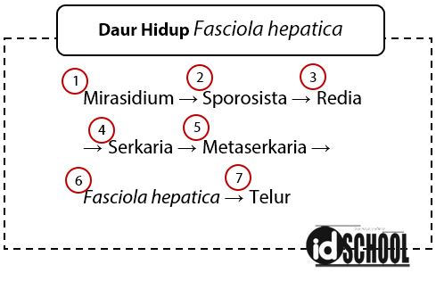 Detail Gambar Fase Daur Hidup Cacing Hati Nomer 19