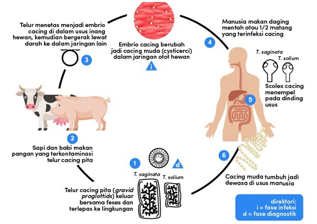 Detail Gambar Fase Daur Hidup Cacing Hati Nomer 21