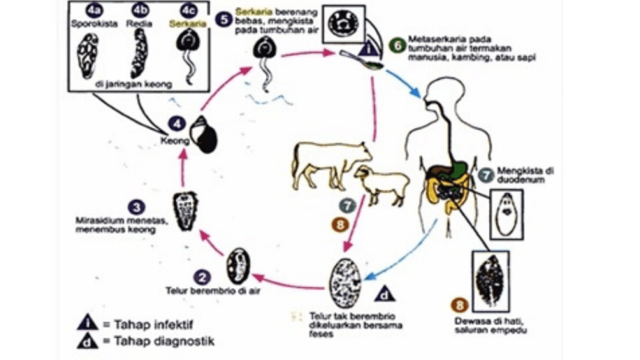 Detail Gambar Fase Daur Hidup Cacing Hati Nomer 22