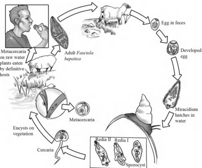 Detail Gambar Fase Daur Hidup Cacing Hati Nomer 24