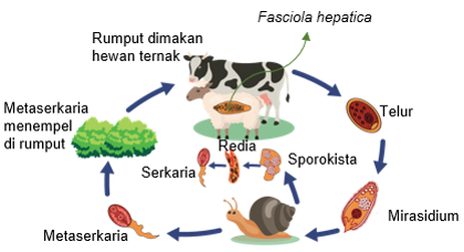 Detail Gambar Fase Daur Hidup Cacing Hati Nomer 4