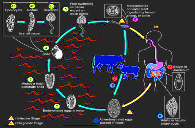 Detail Gambar Fase Daur Hidup Cacing Hati Nomer 31