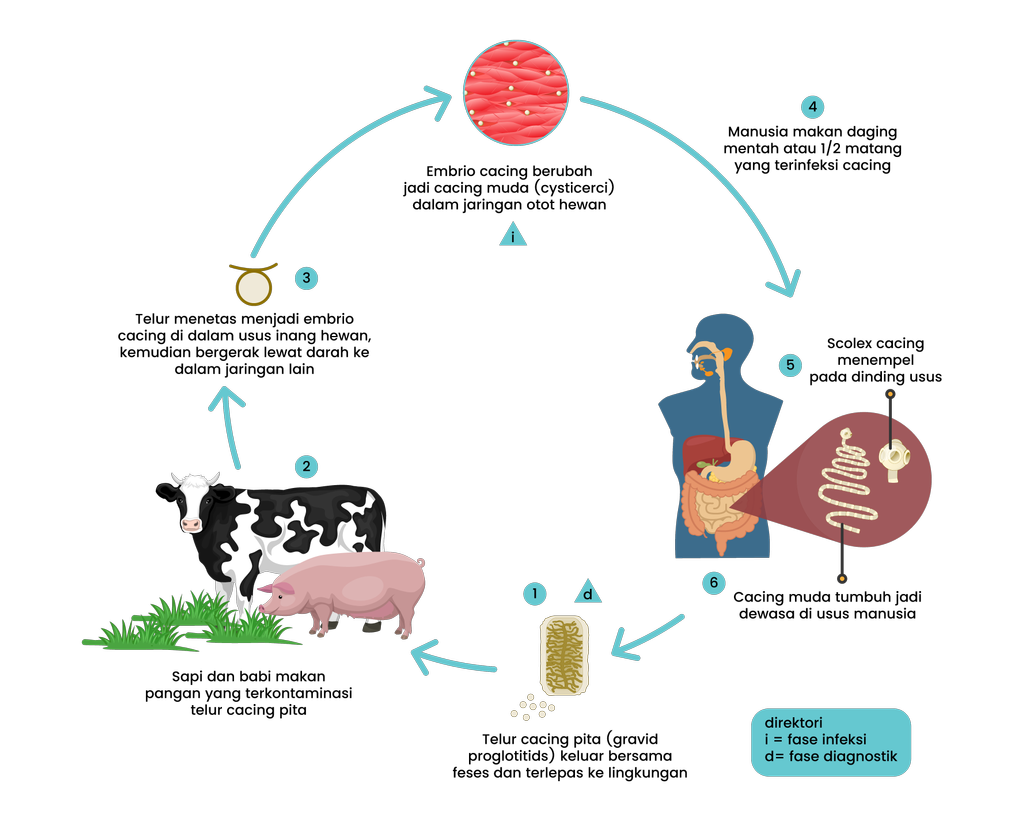 Detail Gambar Fase Daur Hidup Cacing Hati Nomer 38