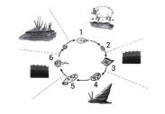 Detail Gambar Fase Daur Hidup Cacing Hati Nomer 41