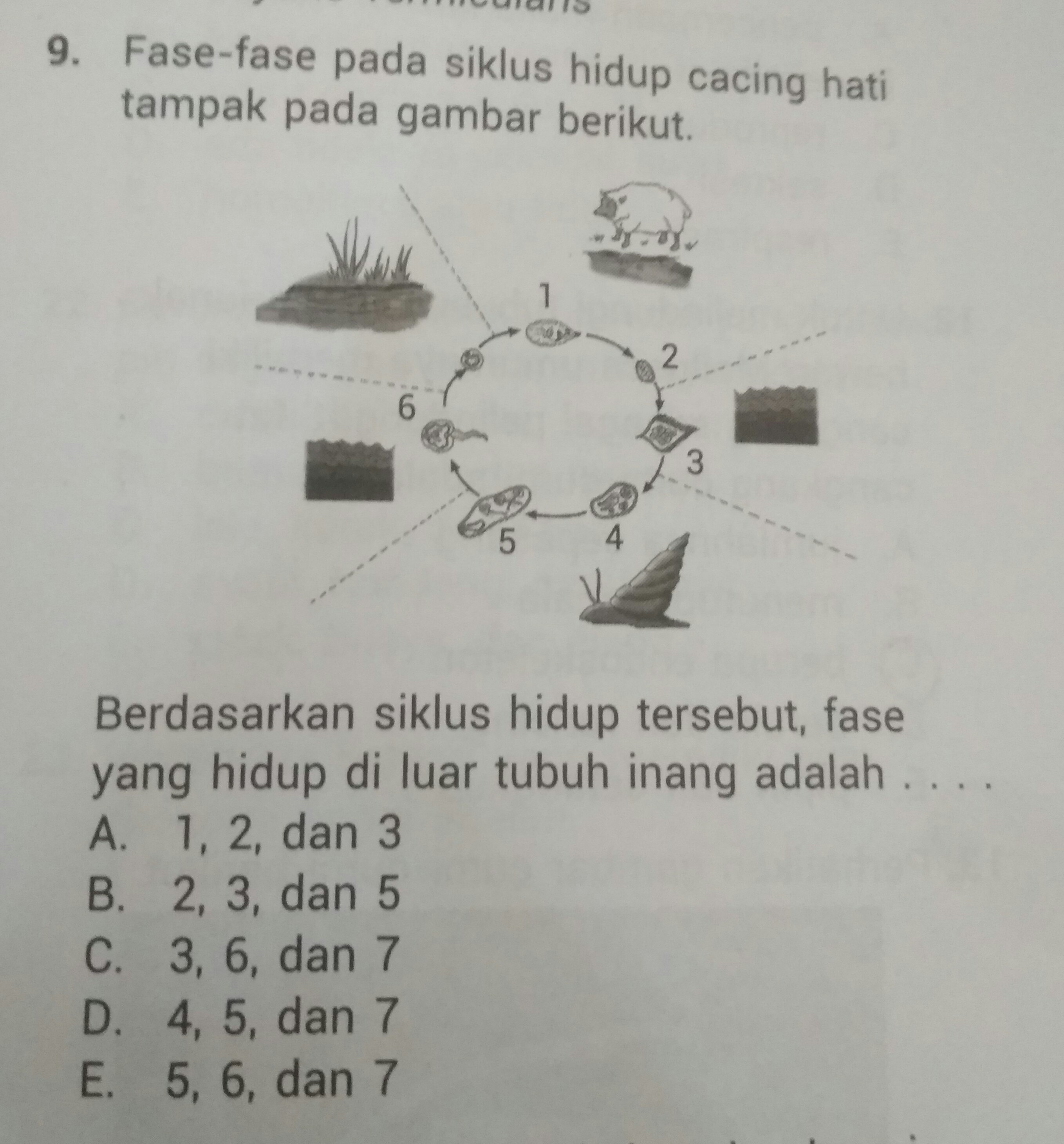 Detail Gambar Fase Daur Hidup Cacing Hati Nomer 44