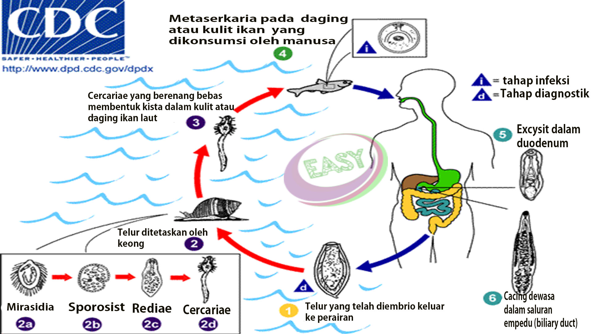 Detail Gambar Fase Daur Hidup Cacing Hati Nomer 45