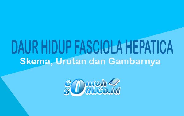 Detail Gambar Fase Daur Hidup Cacing Hati Nomer 48