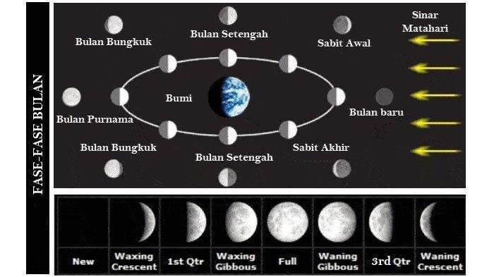 Detail Gambar Fase Fase Terjadinya Tidur Nomer 33