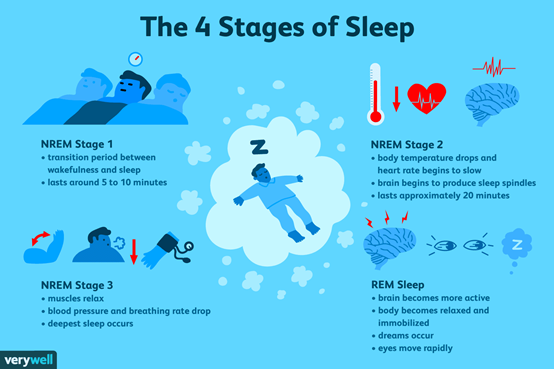 Gambar Fase Fase Terjadinya Tidur Manfaat Tidur - KibrisPDR