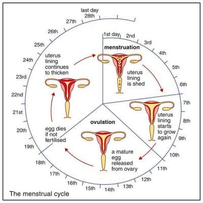 Detail Gambar Fase Menstruasi Nomer 14