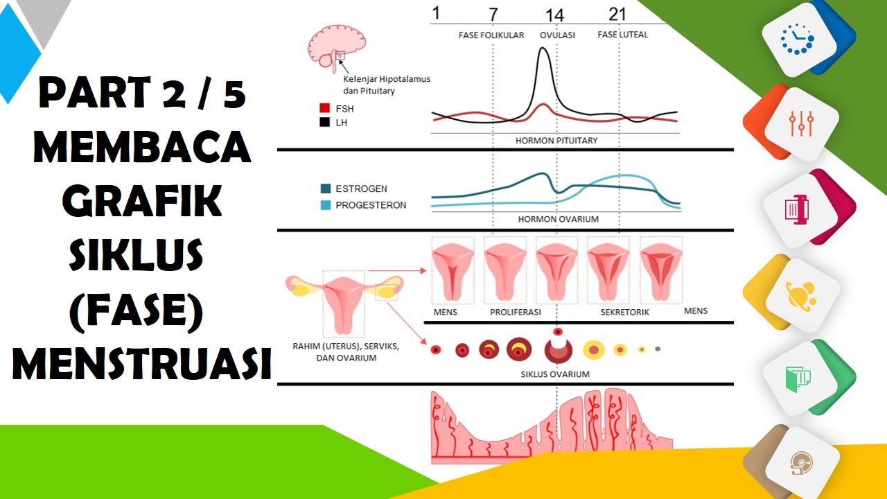 Detail Gambar Fase Menstruasi Nomer 17