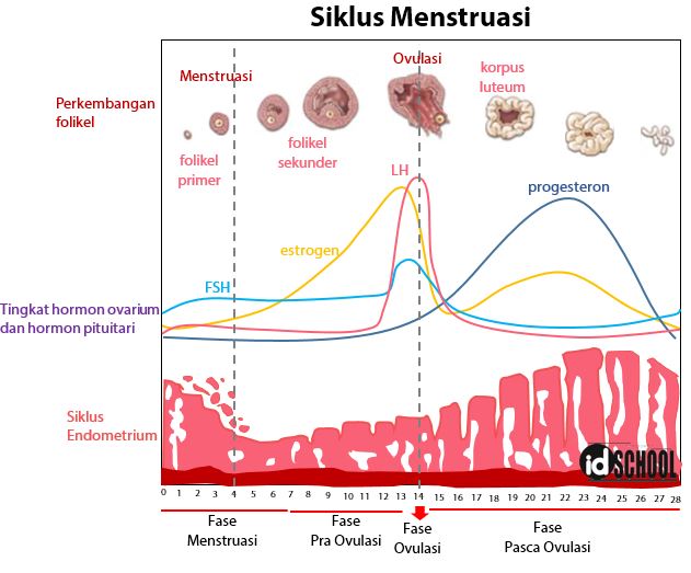 Detail Gambar Fase Menstruasi Nomer 4