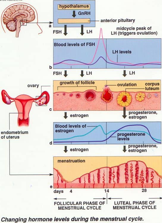 Detail Gambar Fase Menstruasi Nomer 32