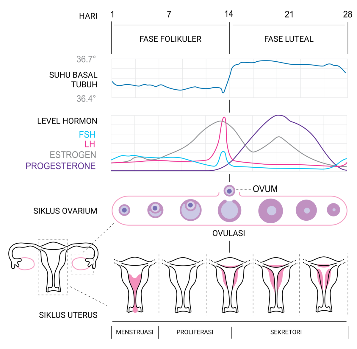 Detail Gambar Fase Menstruasi Nomer 5